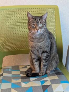 Domestic Short Hair Cats Available for Adoption in Las Vegas, Nevada - NOSEY | PetCurious