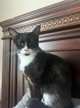 Rescue Domestic Short Hair Cats for Adoption in Nashville, Tennessee - Sylvie | PetCurious