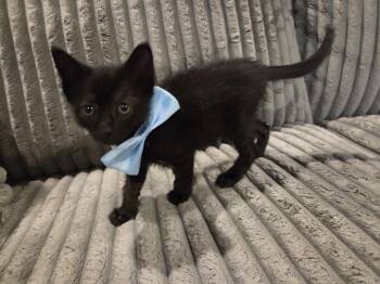 Kermit -  Domestic Medium Hair and Bombay Cat for Adoption in Magnolia Springs, Alabama - Kermit | PetCurious