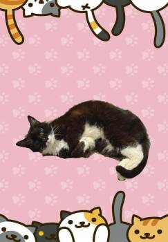 Domestic Short Hair Cats Available for Adoption in Wheaton, Illinois - Mariah | PetCurious