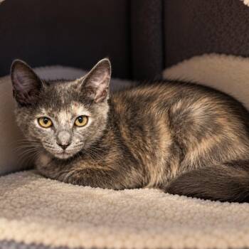 Harvest -  Tortoiseshell Cat for Adoption in Bentonville, Arkansas - Harvest | PetCurious
