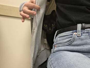 Panther -  Domestic Short Hair Cat for Adoption in Skippack, Pennsylvania - Panther | PetCurious
