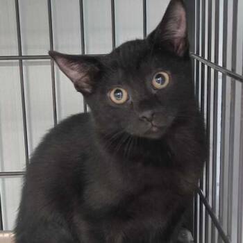 Rescue Domestic Short Hair Cats for Adoption in Davenport, Iowa - Blain | PetCurious