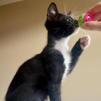 Holland -  Domestic Short Hair Cat for Adoption in Houston, Texas - Holland | PetCurious