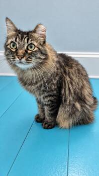 Penelope -  Domestic Medium Hair Cat for Adoption in Hamilton, Michigan - Penelope | PetCurious