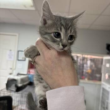 Tabby Cats Available for Adoption in Columbia, South Carolina - Duct Tape | PetCurious