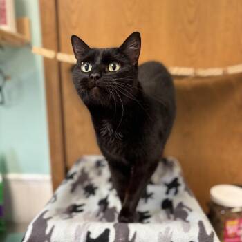 Domestic Short Hair Cats Available for Adoption in Fargo, North Dakota - Bailey Bean | PetCurious