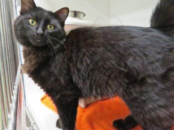 Domestic Medium Hair Cats Available for Adoption in Oklahoma City, Oklahoma - A473854 | PetCurious