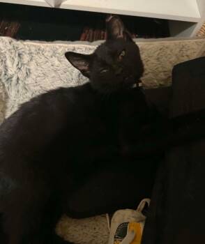 Asher -  Domestic Short Hair Cat for Adoption in Taycheedah, Wisconsin - Asher | PetCurious
