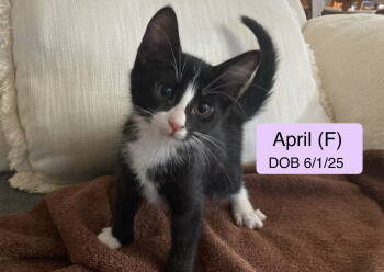 Rescue Domestic Short Hair Cats for Adoption in Vacaville, California - April | PetCurious