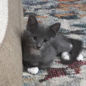 Lt. Dan -  Domestic Short Hair Cat for Adoption in Houston, Texas - Lt. Dan | PetCurious