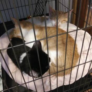 Finnegan -  Domestic Medium Hair Cat for Adoption in PORT WENTWRTH, Georgia - Finnegan | PetCurious