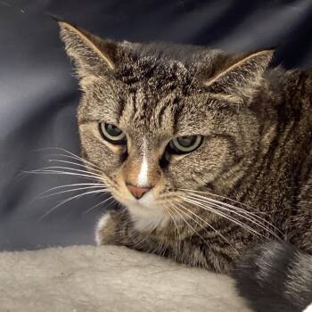 Domestic Short Hair Cats Available for Adoption - Wendy | PetCurious