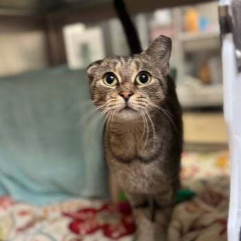 Rescue Domestic Short Hair Cats for Adoption in York, Pennsylvania - Crinkles | PetCurious