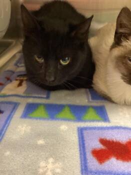 Domestic Short Hair Cats Available for Adoption - Granger | PetCurious