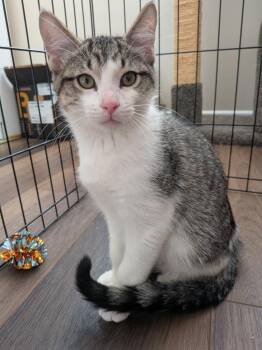 Harold -  Domestic Short Hair Cat for Adoption in Ogden, Utah - Harold | PetCurious