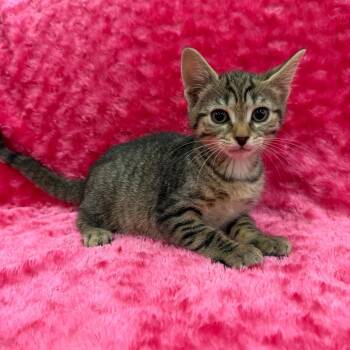 Calypso -  Domestic Short Hair Cat for Adoption in Raleigh, North Carolina - Calypso | PetCurious