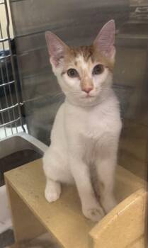 Rescue Domestic Short Hair Cats for Adoption in Royal Palm Beach, Florida - CHEX | PetCurious