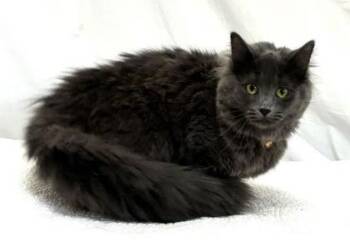 Domestic Long Hair Cats Available for Adoption in Newport, Kentucky - Ruca | PetCurious