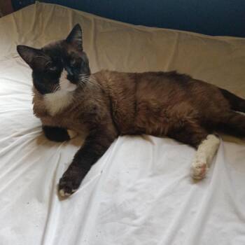 Boots -  Domestic Short Hair Cat for Adoption in Las Vegas, Nevada - Boots | PetCurious