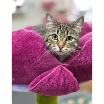 Tabby and Domestic Short Hair Cats Available for Adoption in Morgan Hill, California - Louise | PetCurious