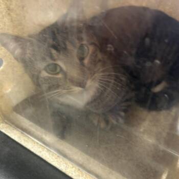 Domestic Short Hair Cats Available for Adoption in Philadelphia, Pennsylvania - Lovely | PetCurious