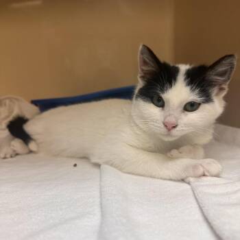 Domestic Short Hair Cats Available for Adoption - Wren | PetCurious