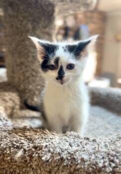 Domestic Short Hair Cats Available for Adoption in Crown Point, Indiana - Zander  | PetCurious