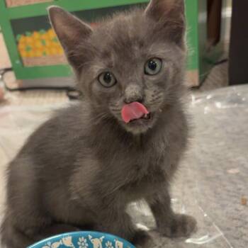 Cicada 4 -  Domestic Short Hair Cat for Adoption in Baltimore, Maryland - Cicada 4 | PetCurious