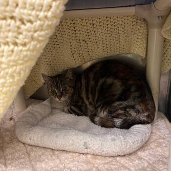 Scooter -  Domestic Short Hair Cat for Adoption in Spokane, Washington - Scooter | PetCurious