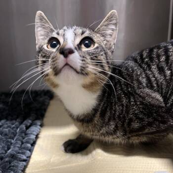 DeVille -  Domestic Short Hair Cat for Adoption in Oak Park, Illinois - DeVille | PetCurious