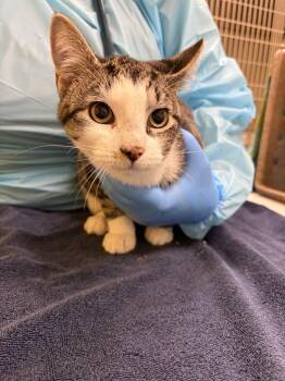 Mo -  Domestic Short Hair Cat for Adoption in Raleigh, North Carolina - Mo | PetCurious