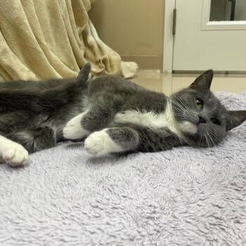 Domestic Short Hair Cats Available for Adoption in Mebane, North Carolina - Pascal | PetCurious