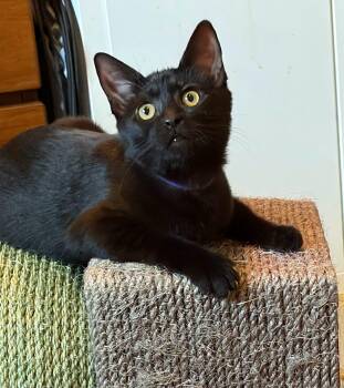 Kinley -  Domestic Short Hair Cat for Adoption in Burnaby, British Columbia - Kinley | PetCurious