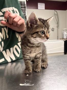 Domestic Short Hair Cats Available for Adoption in Fall River, Massachusetts - Gingerbread | PetCurious