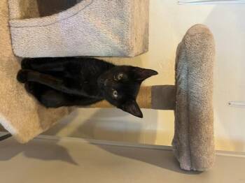 Domestic Short Hair Cats Available for Adoption in Spencer, Massachusetts - Danny | PetCurious