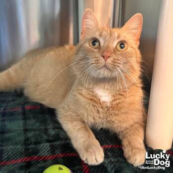 Domestic Short Hair Cats Available for Adoption in Washington, District Of Columbia - Clover | PetCurious