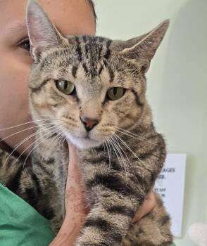 Marine -  Domestic Short Hair Cat for Adoption in Mokena, Illinois - Marine | PetCurious