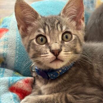 Quique -  Domestic Short Hair Cat for Adoption in Tustin, California - Quique | PetCurious