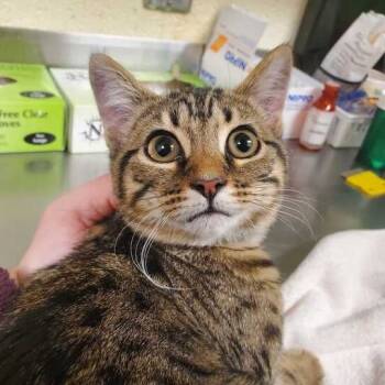 Rescue Domestic Short Hair Cats for Adoption in Asheville, North Carolina - Mina | PetCurious