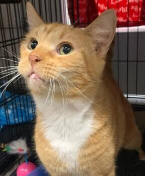 Daryl (E70) -  Domestic Short Hair Cat for Adoption in Lafayette, Indiana - Daryl (E70) | PetCurious