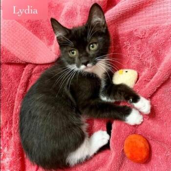 Lydia -  Domestic Short Hair Cat for Adoption in Chalfont, Pennsylvania - Lydia | PetCurious