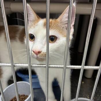 Forty Ounce -  Domestic Short Hair Cat for Adoption in Carencro, Louisiana - Forty Ounce | PetCurious