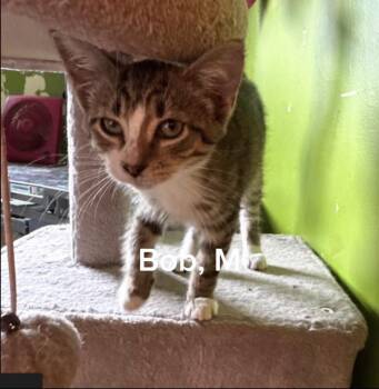 Bob -  Domestic Short Hair Cat for Adoption in Shrewsbury, Massachusetts - Bob | PetCurious