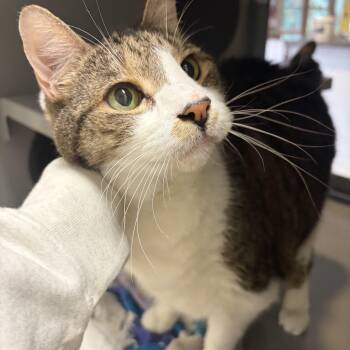 Pretty Boy -  Domestic Short Hair Cat for Adoption in Peconic, New York - Pretty Boy | PetCurious
