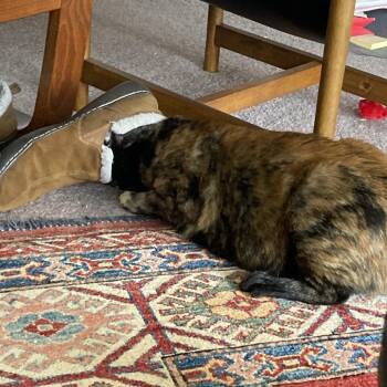 Domestic Short Hair Cats Available for Adoption - Cookie Lou | PetCurious