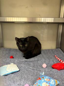 Domestic Short Hair Cats Available for Adoption in Liverpool, New York - Trudy | PetCurious