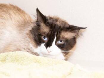 Twinkie -  Domestic Medium Hair and Domestic Short Hair Cat for Adoption in Longmont, Colorado - Twinkie | PetCurious