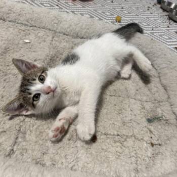 Jackie -  Domestic Short Hair Cat for Adoption in Chicago, Illinois - Jackie | PetCurious