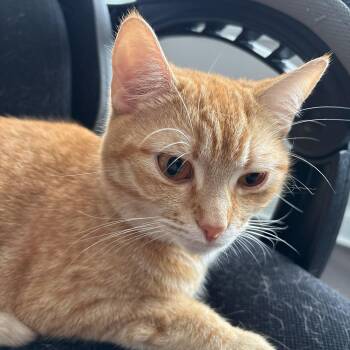 Orange Female Owner Giving Up -  Domestic Short Hair Cat for Adoption in Clifton, New Jersey - Orange Female Owner Giving Up | PetCurious